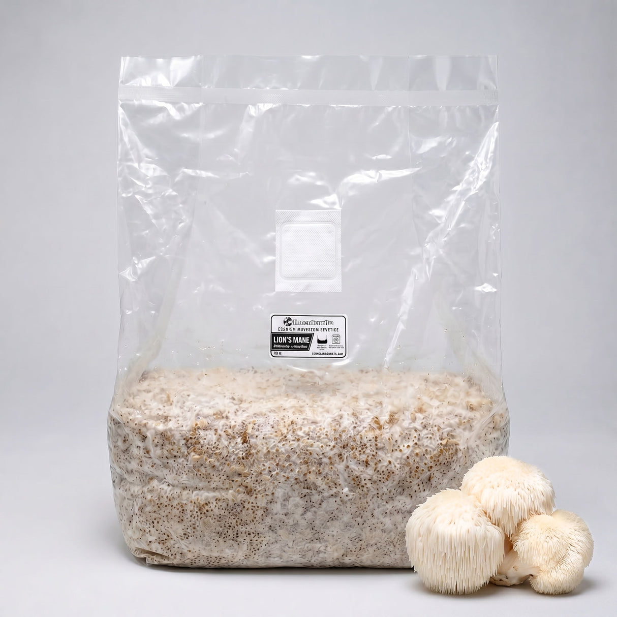 Bag of Lion's Mane grain spawn on counter with mushrooms next to it. 