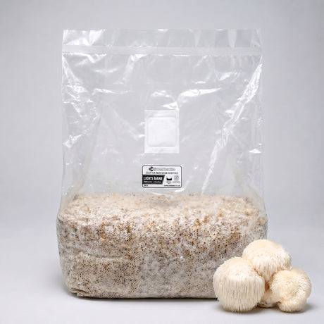 Bag of Lion's Mane grain spawn on counter with mushrooms next to it. 