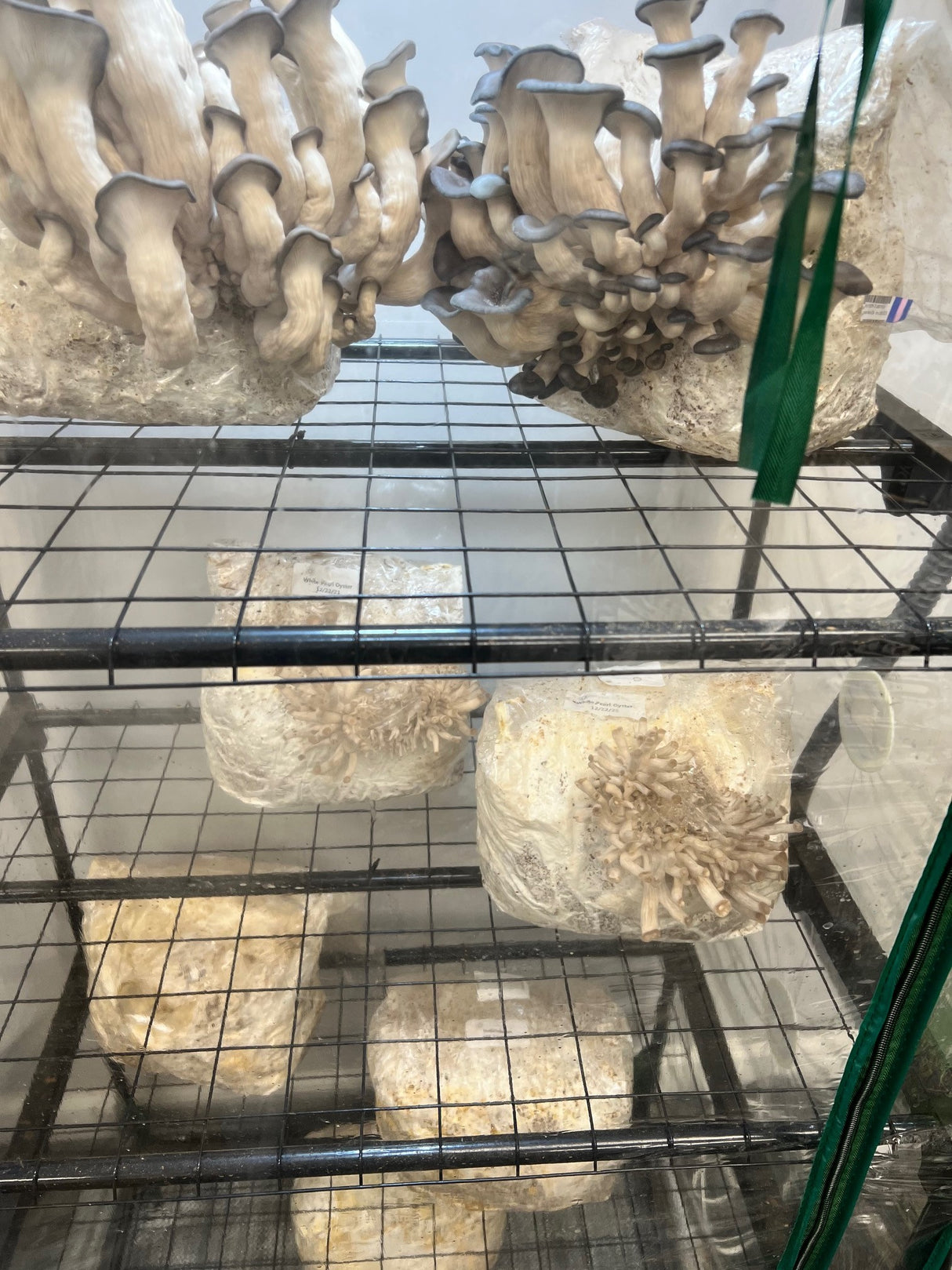 Indoor Mushroom Greenhouse Shelf Martha Fruiting tent