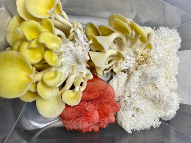 gourmet grow kit