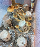 Simple Mushroom Grow Kit PLUS jars fruiting