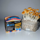 Wholesale All-in-One Mushroom XL Grow Bags (6 lbs) for Manure Loving Mushrooms (Case of 8)