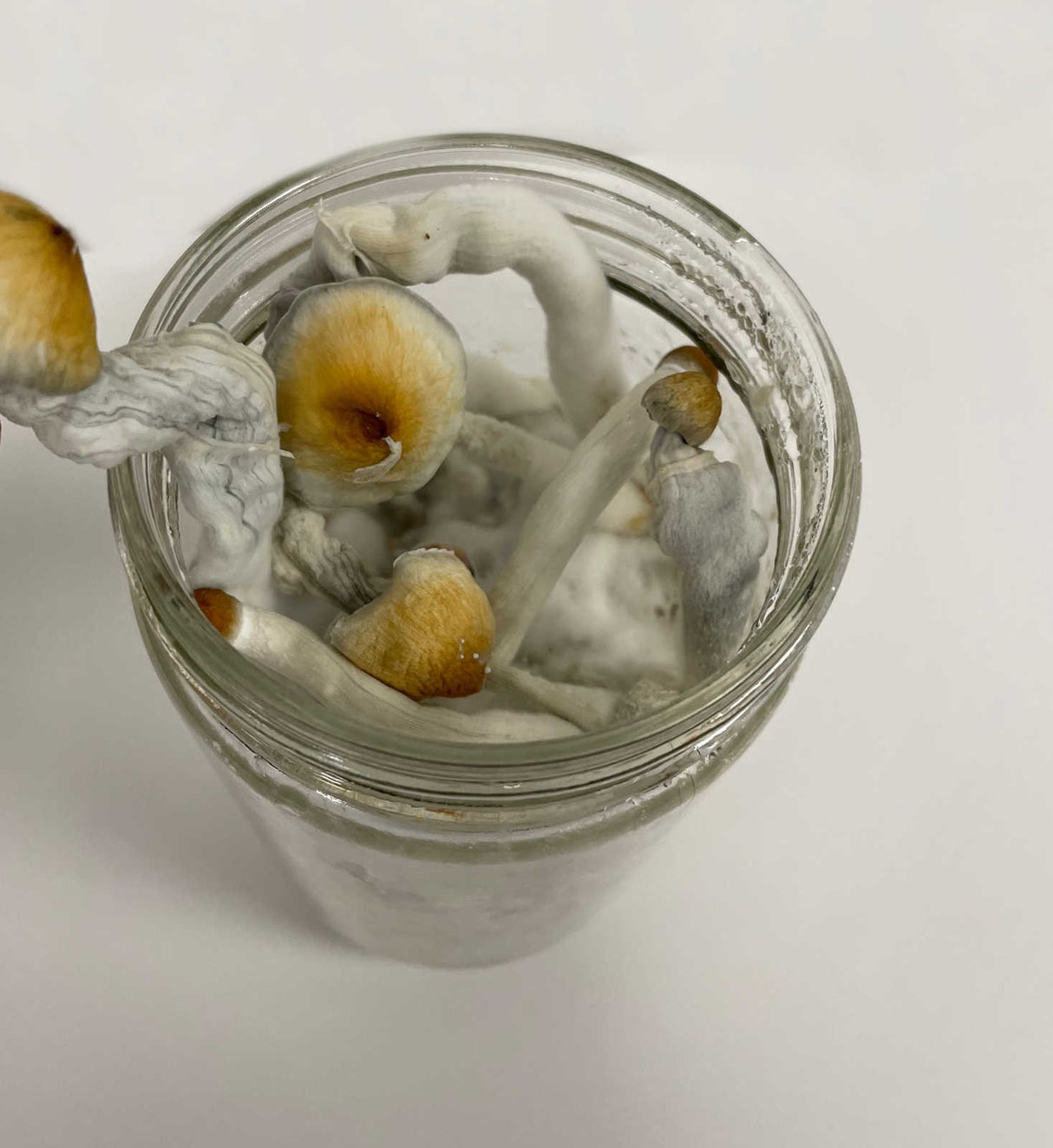 3-Pack Premium 24 Oz Super-Quick-Colonizing 5-grain Jar (24oz) fruiting