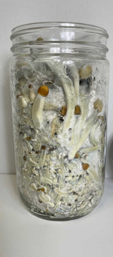 Premium Quick-Colonizing 5-grain Jar (32oz)