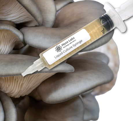 King Blue Oyster Liquid Culture Syringe (10cc) 