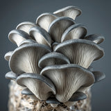 A cluster of king blue oyster mushrooms growing on a substrate, photographed close-up against a dark gray background.