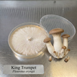 King Trumpet Oyster colonized agar plate with fresh King Trumpet mushrooms