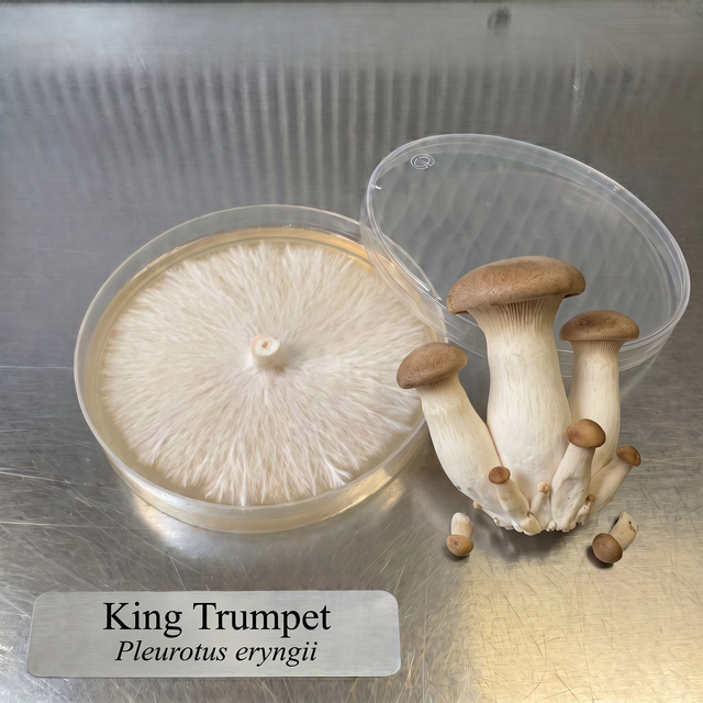 King Trumpet Oyster colonized agar plate with fresh King Trumpet mushrooms
