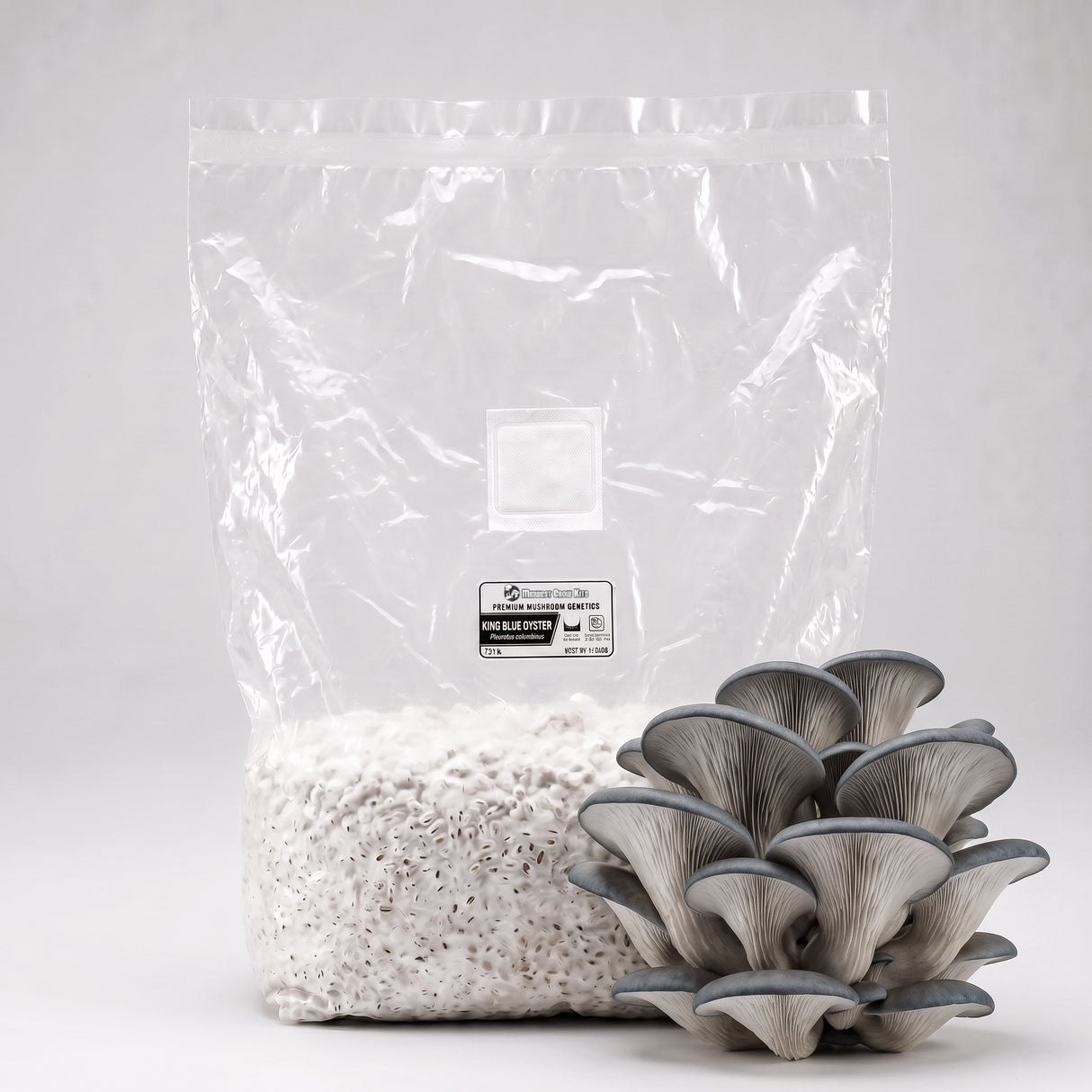 A clear plastic bag filled with king blue oyster grain spawn next to a cluster of king blue oyster mushrooms on a light gray background.
