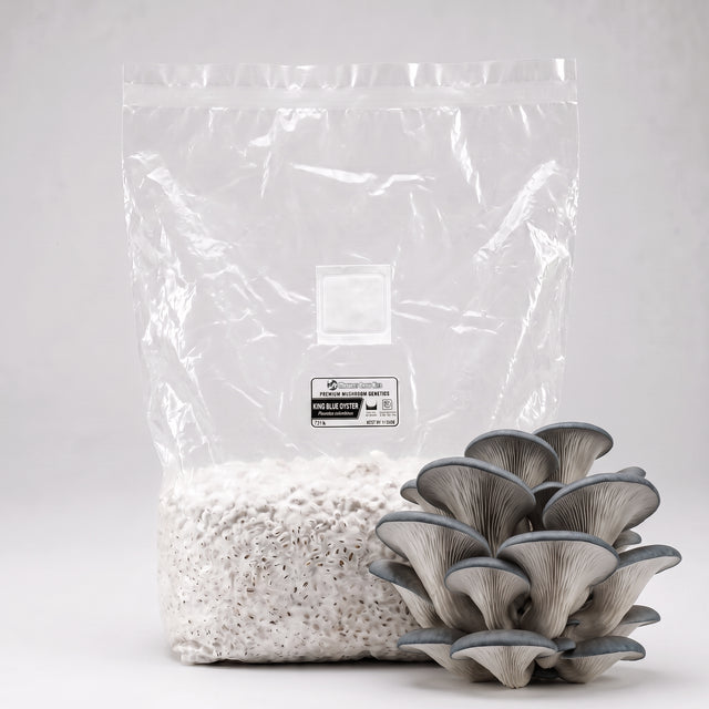 A clear plastic bag filled with king blue oyster grain spawn next to a cluster of king blue oyster mushrooms on a light gray background.