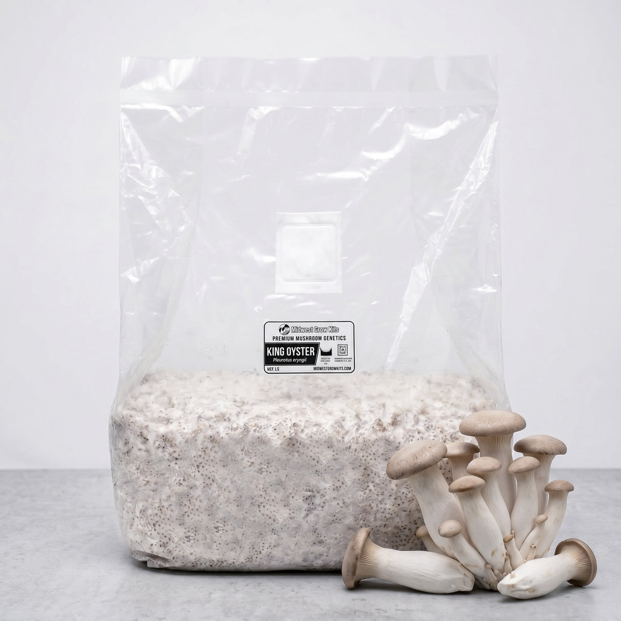 King Oyster Colonized Grain Spawn Bag 5 LB