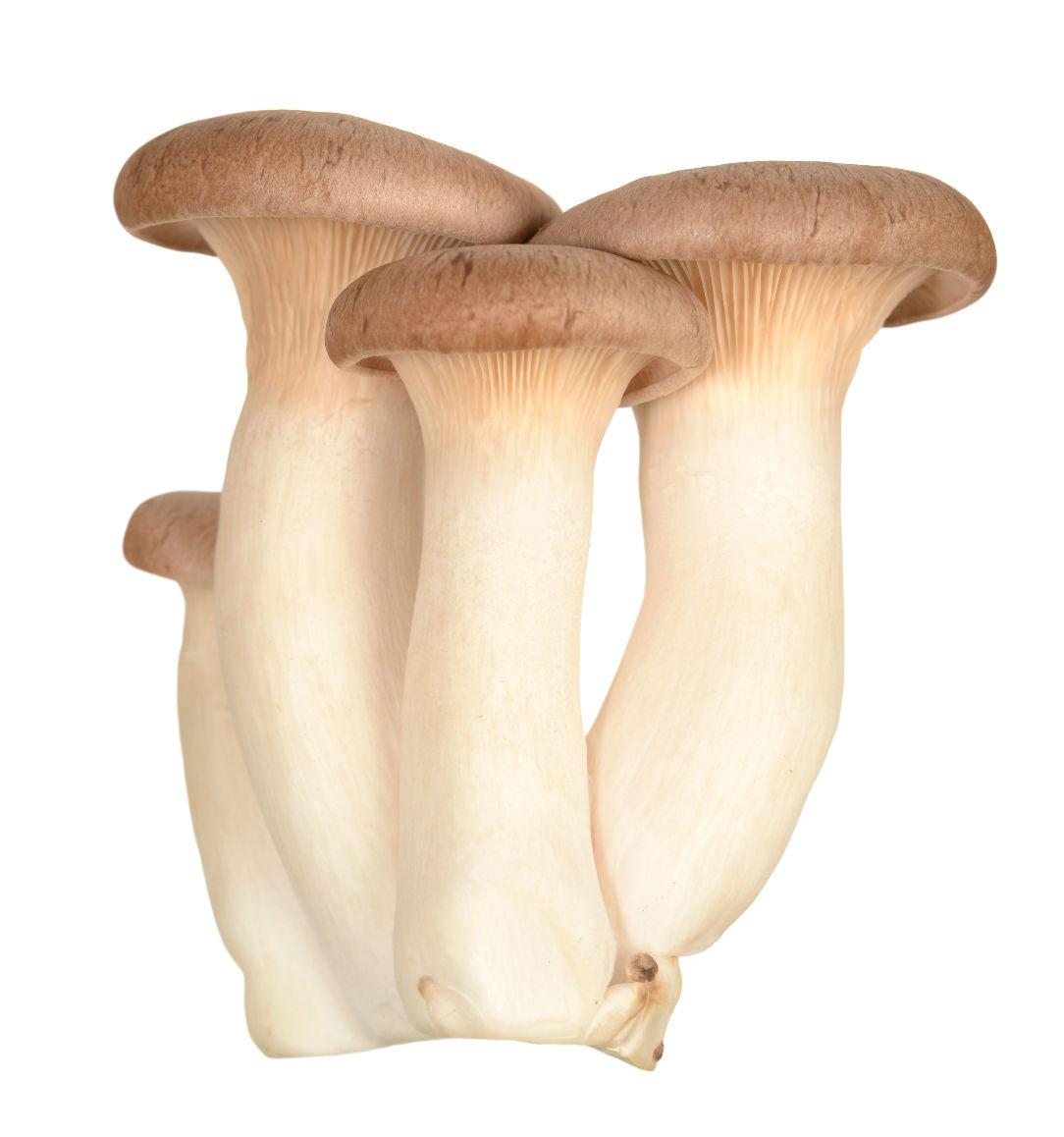 King Trumpet Oyster