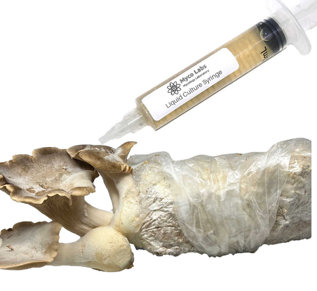 King Trumpet Oyster Liquid Culture Syringe (10cc) 