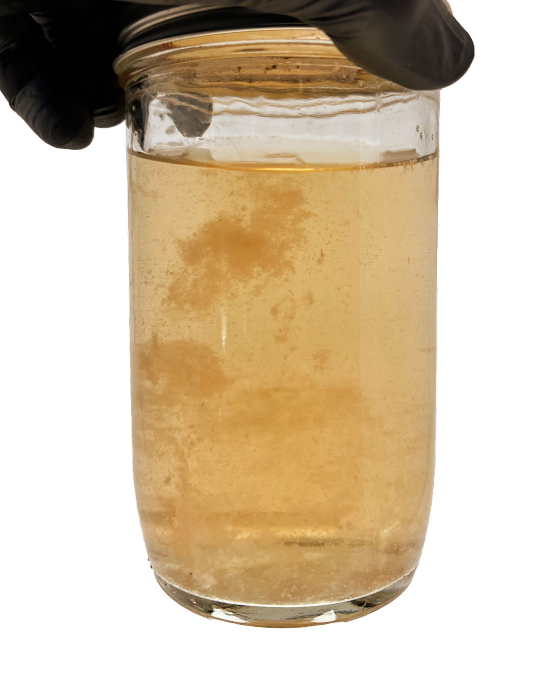 Premium XL Liquid Culture Kit - 28oz Easy Spore Germinating