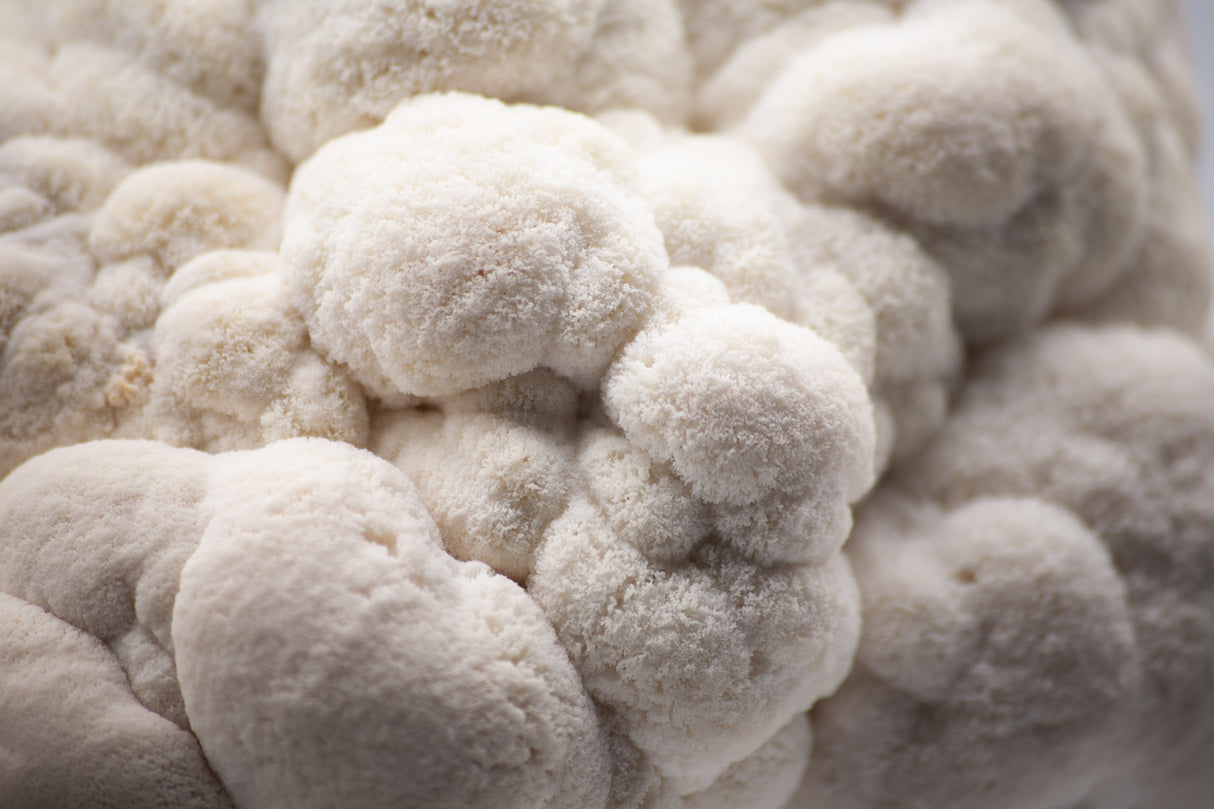 Lion's Mane Mushrooms