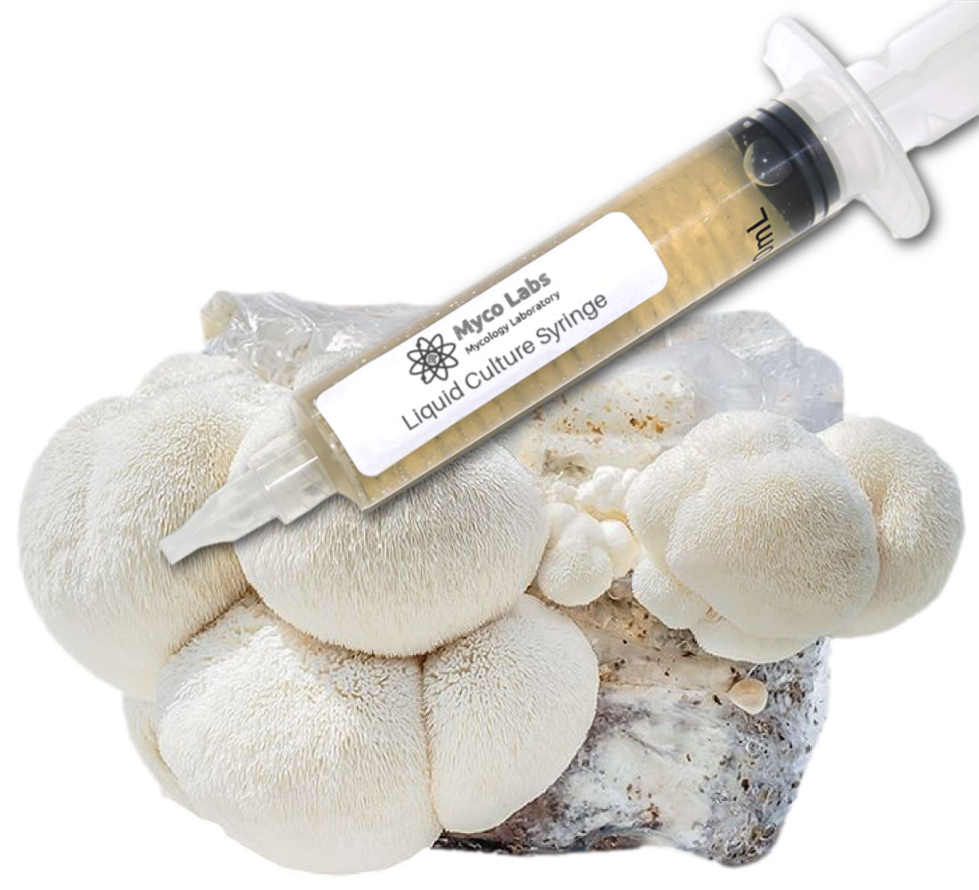Lion's Mane Liquid Culture Syringe (10cc) 