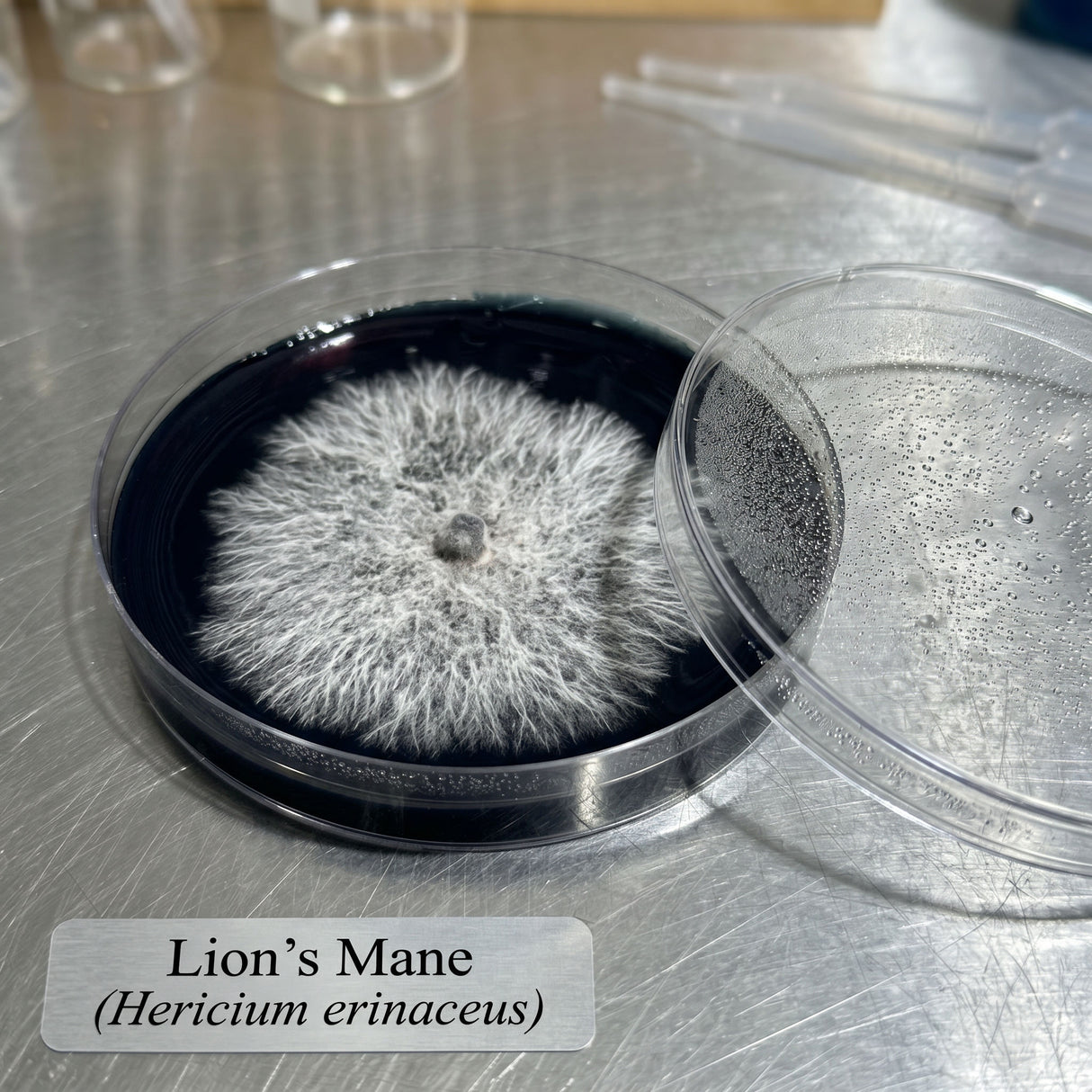 Lion's Mane mushroom in a petri dish on a laboratory counter