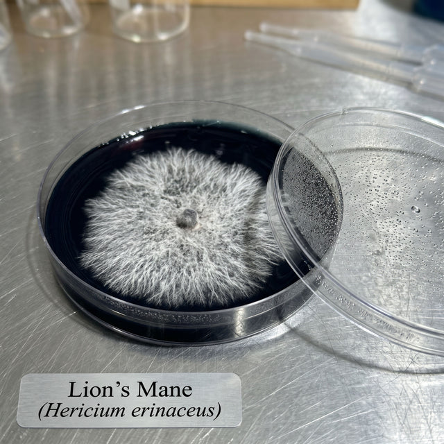 Lion's Mane mushroom in a petri dish on a laboratory counter