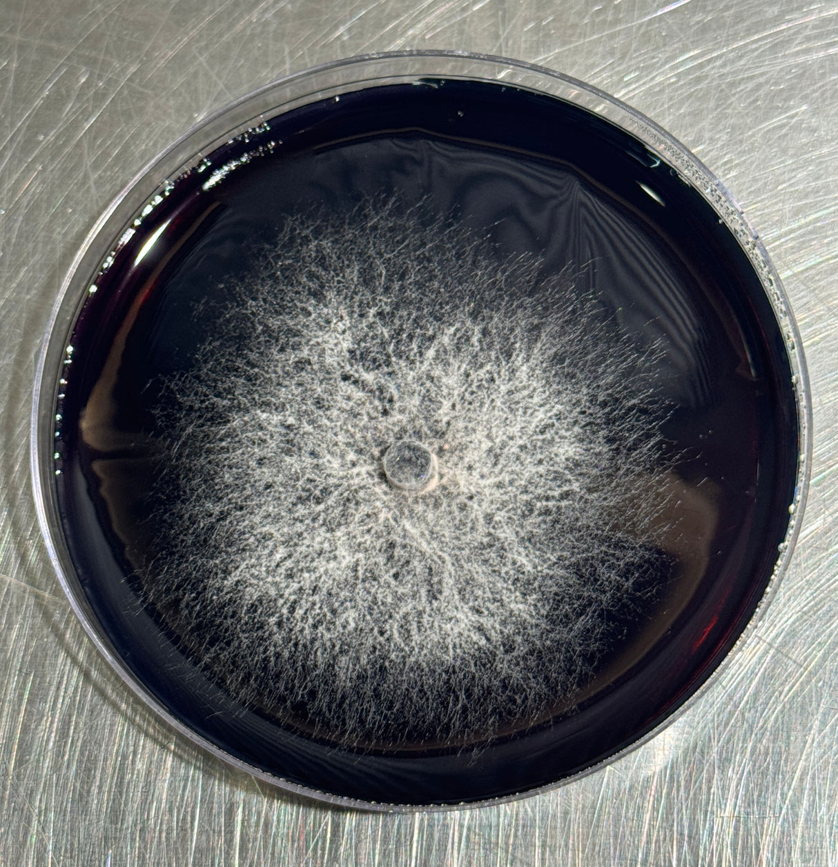 Lion's Mane mycelium on a black surface inside a petri dish