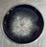 Lion's Mane mycelium on a black surface inside a petri dish