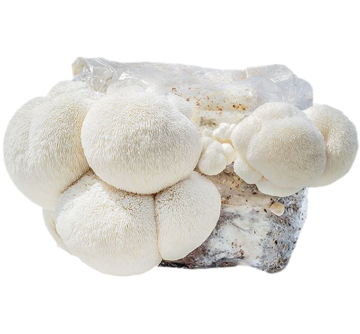 Lion's Mane 