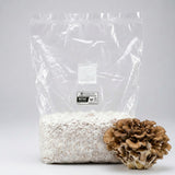 Maitake Colonized Grain Spawn Bag 5 LB