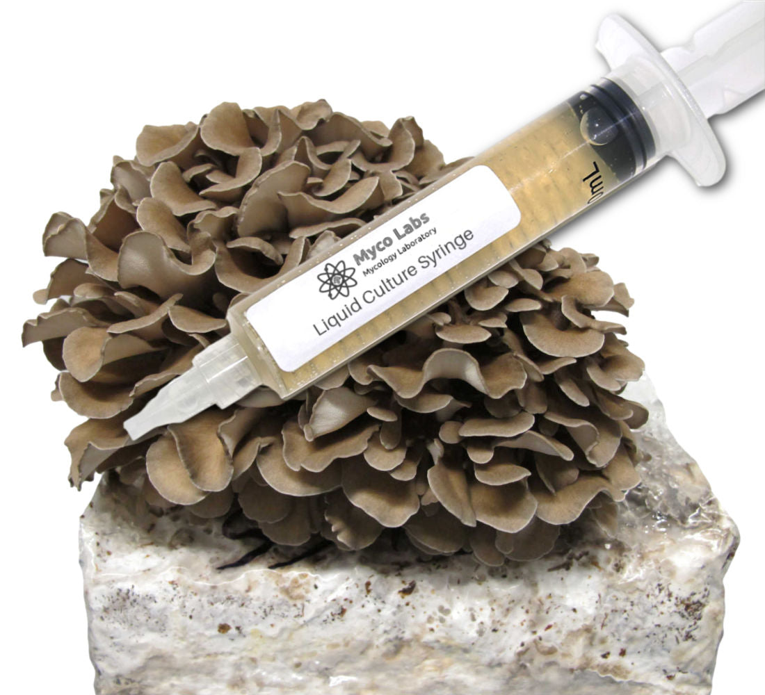 Maitake (Hen of the Woods) Liquid Culture Syringe (10cc) 