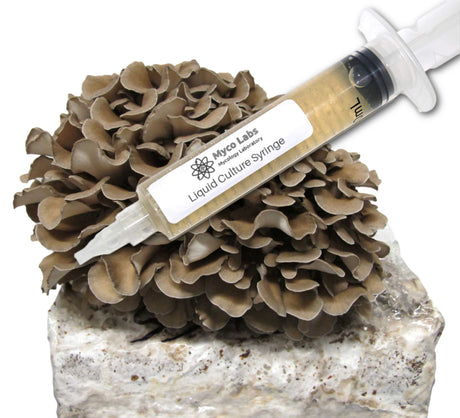 Maitake (Hen of the Woods) Liquid Culture Syringe (10cc) 