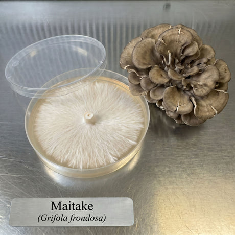 Maitake mushroom on a metal table with a colonized agar plate