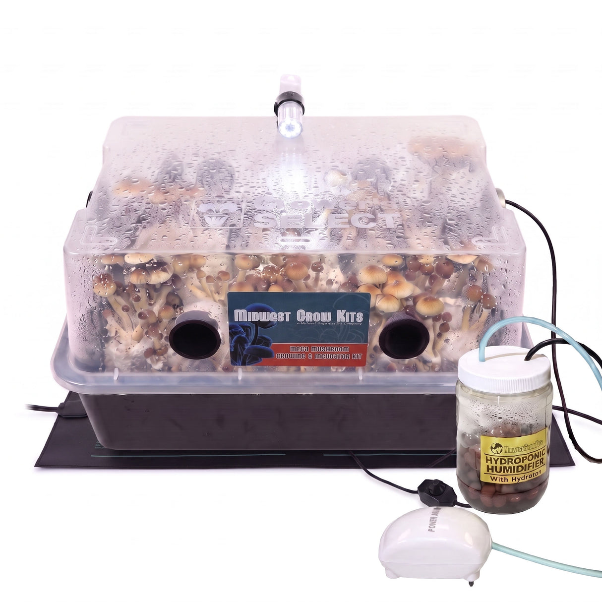 Midwest Grow Kits Mega Mushroom Kit fruiting with pioppino mushrooms growing inside. 