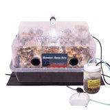 Midwest Grow Kits Mega Mushroom Kit fruiting with pioppino mushrooms growing inside. 