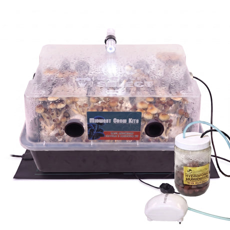 Midwest Grow Kits Mega Mushroom Kit fruiting with pioppino mushrooms growing inside. 