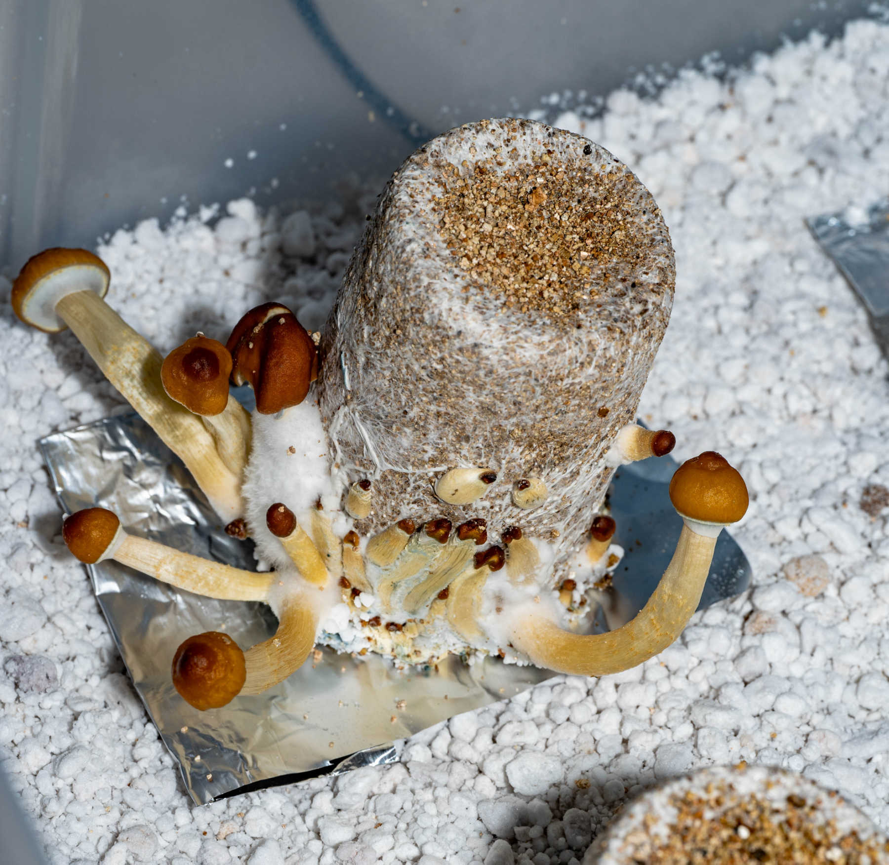 Mega Mushroom Grow Kit – PF Tek Jars to Monotub | Midwest Grow Kits