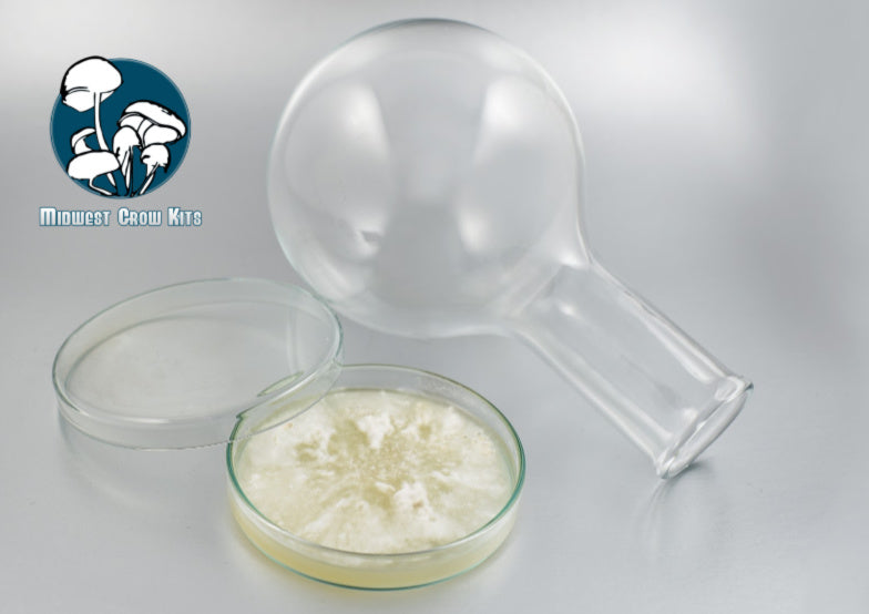 Pre-Poured Sterilized Malt Extract Agar Plates 