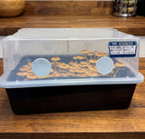 A plastic mushroom grow kit with a clear lid, white ventilation holes, and a black base, containing many small mushrooms. The kit sits on a wooden countertop with a label visible on the side.