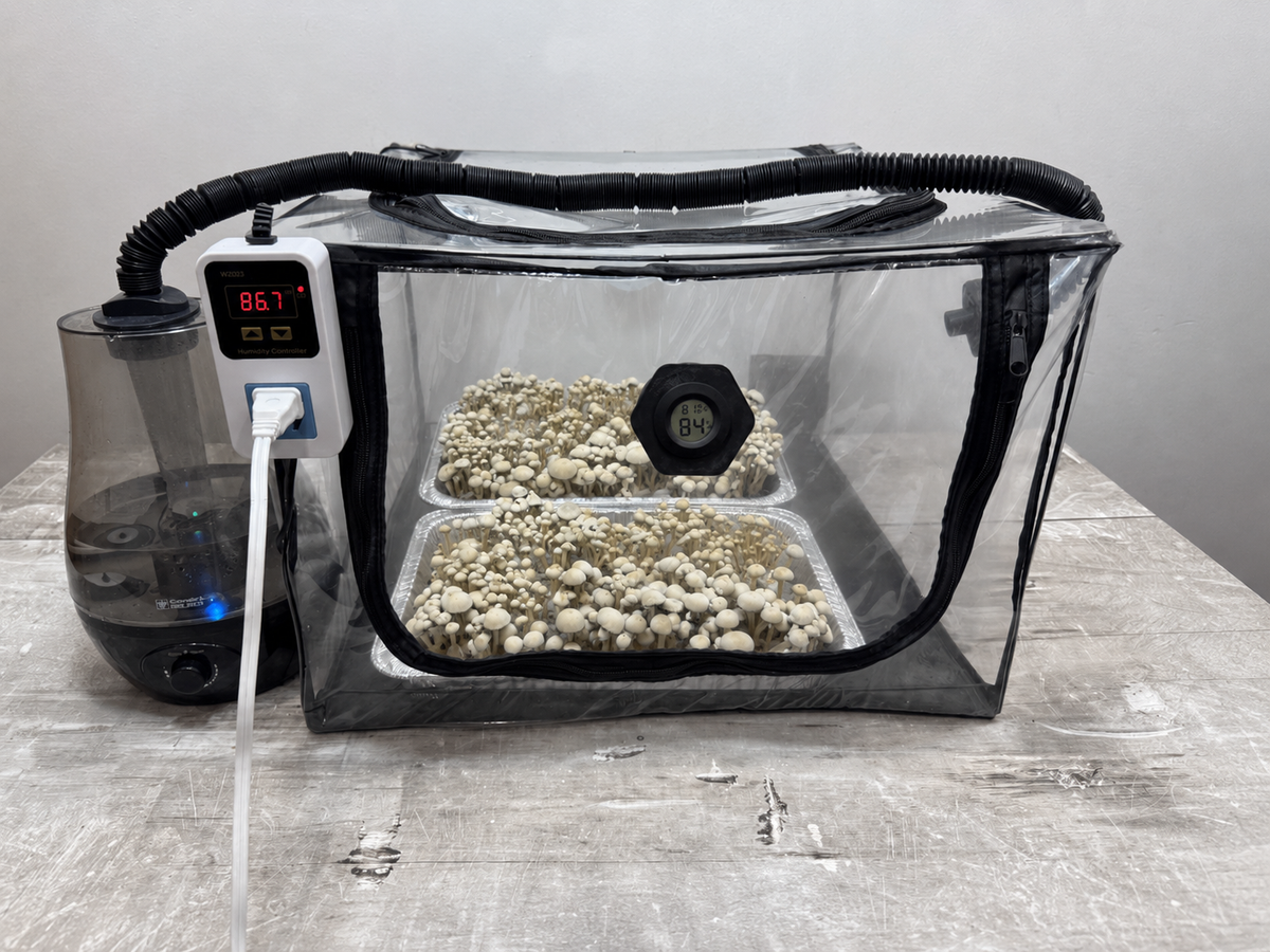 Tabletop Ecosphere fruiting chamber with two substrate trays inside, connected Monsoon humidifier and digital humidity controller