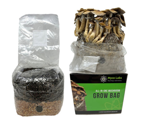 All-in-One Mushroom Grow Bag (4 lbs) for Manure Loving Mushrooms 