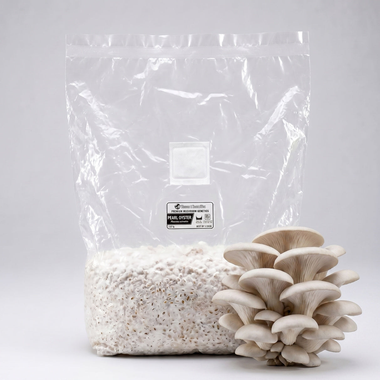 White oyster grain spawn bag on table.