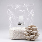 White oyster grain spawn bag on table.