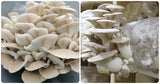  Phoenix Oyster Mushroom