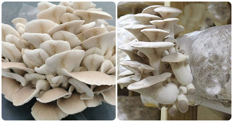  Phoenix Oyster Mushroom