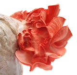 Pink Oyster Mushroom Grow Kit (5lbs)