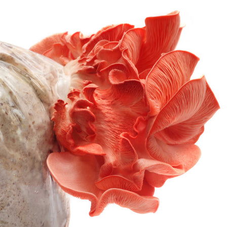 Pink Oyster Mushroom Grow Kit (5lbs)