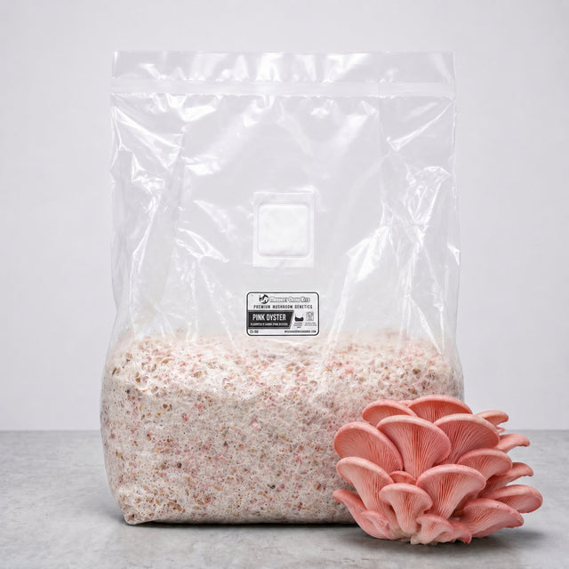 Pink oyster colonized grain spawn in a bag. 