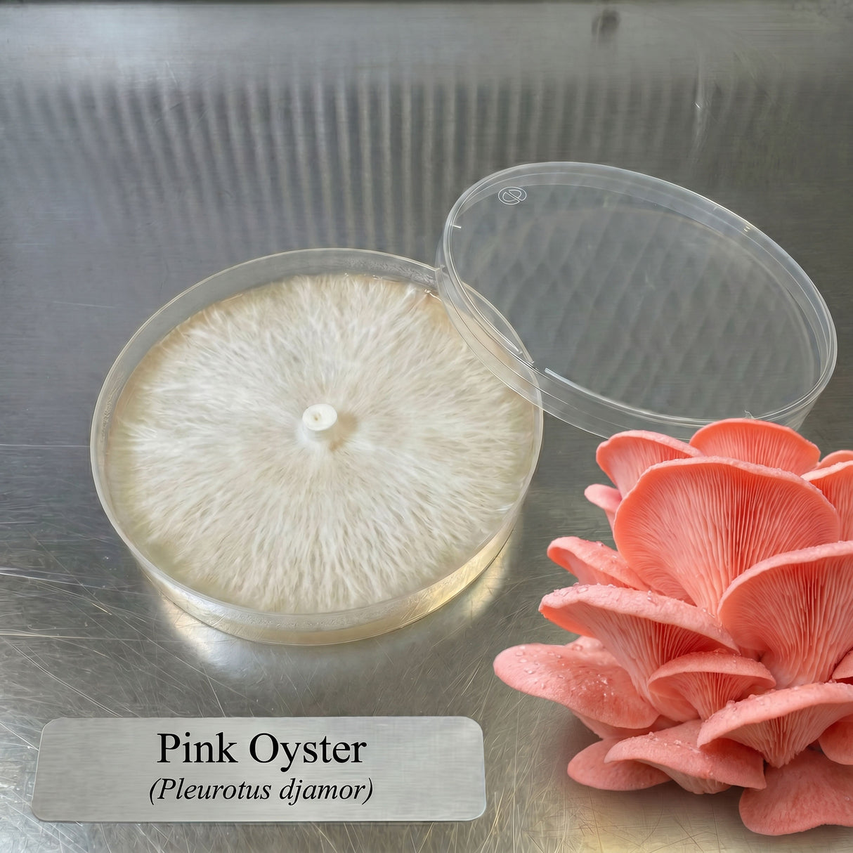 Pink Oyster Colonized Agar Plate