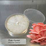 Pink Oyster Colonized Agar Plate