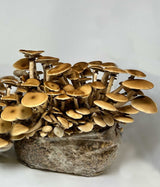 Pioppino Black Poplar 