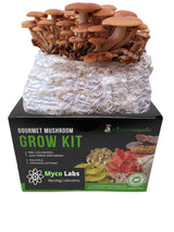 Pioppino grow kit