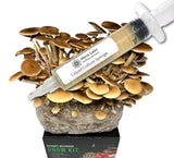 Pioppino Black Poplar Liquid Culture Syringe (10cc) 