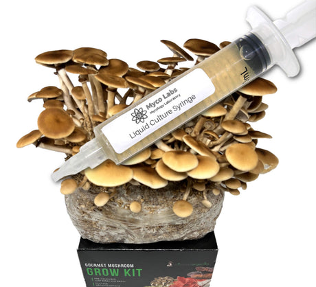 Pioppino Black Poplar Liquid Culture Syringe (10cc) 